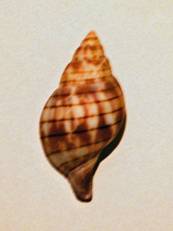 Banded Tulip
