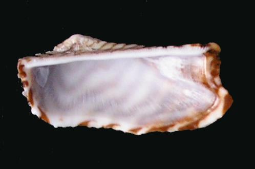 Ark Shell