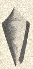 Florida Cone