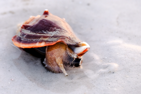 Fighting Conch