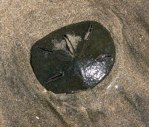 Sand Dollar